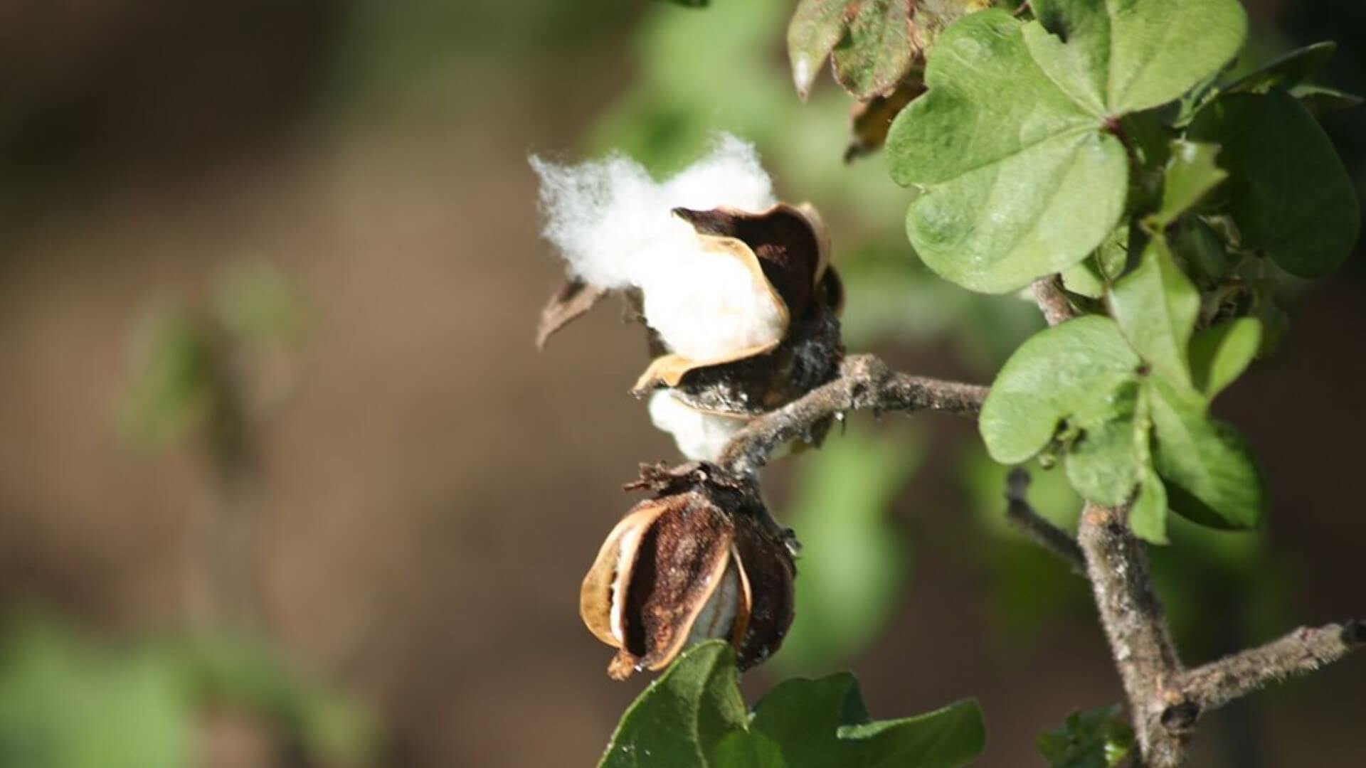 cotton seeds