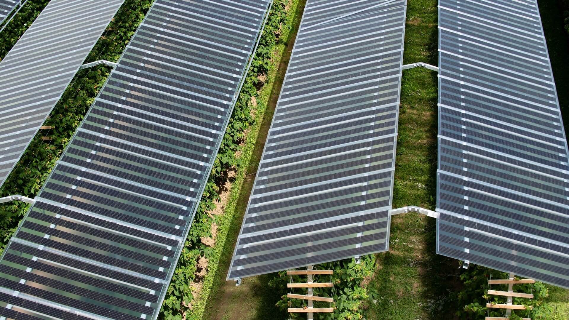 row upon row of solar panels with green crops underneath