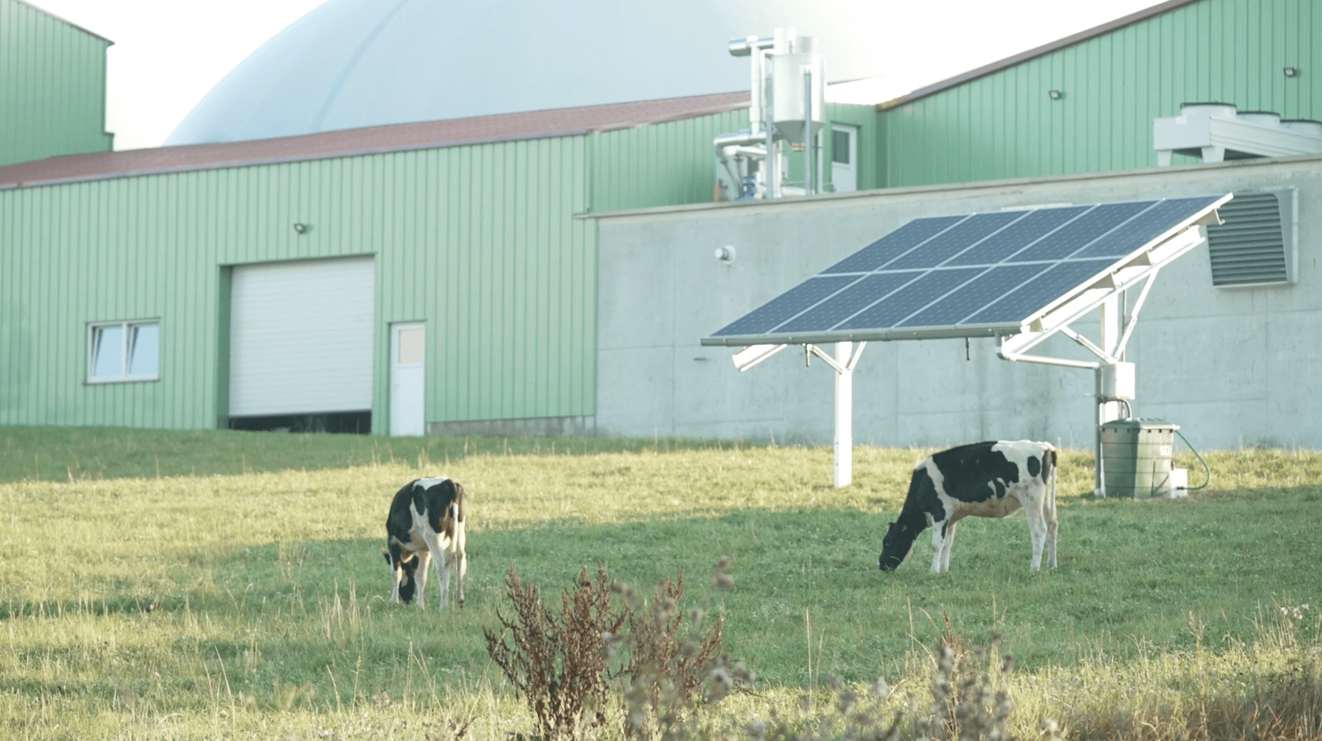 cows in field with solar panels